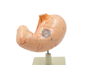 Jumbo Human Stomach Model